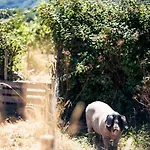 Reitoral De Chandrexa Landsted